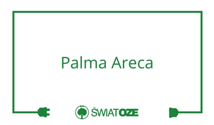 Palma Areca