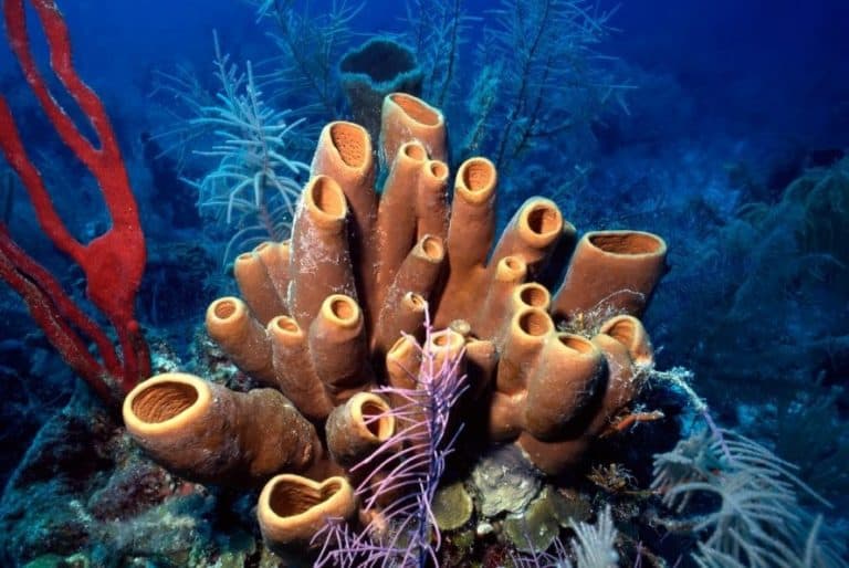 coral reef, coral reef Belize, sponge coral reef
