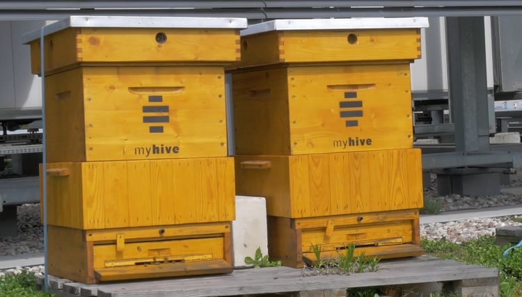 pszczoły na dachu warszawskiego biurowca