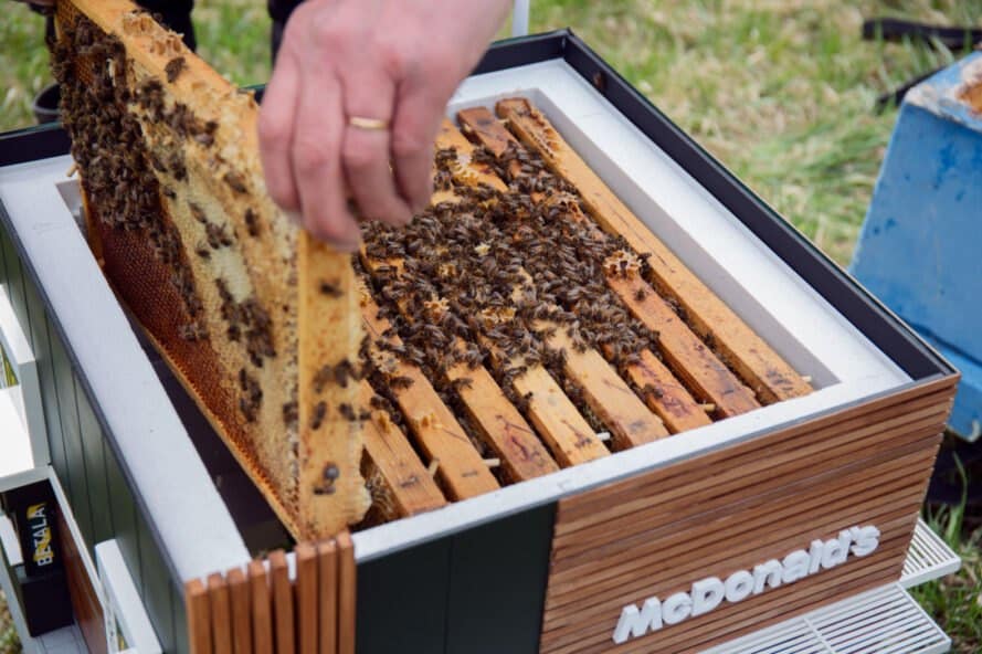 mchives ule dla pszczół w mcdonalds