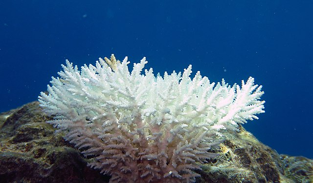 rafy koralowe