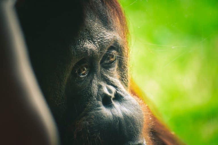 Orangutan, prawa zwierząt, PETA