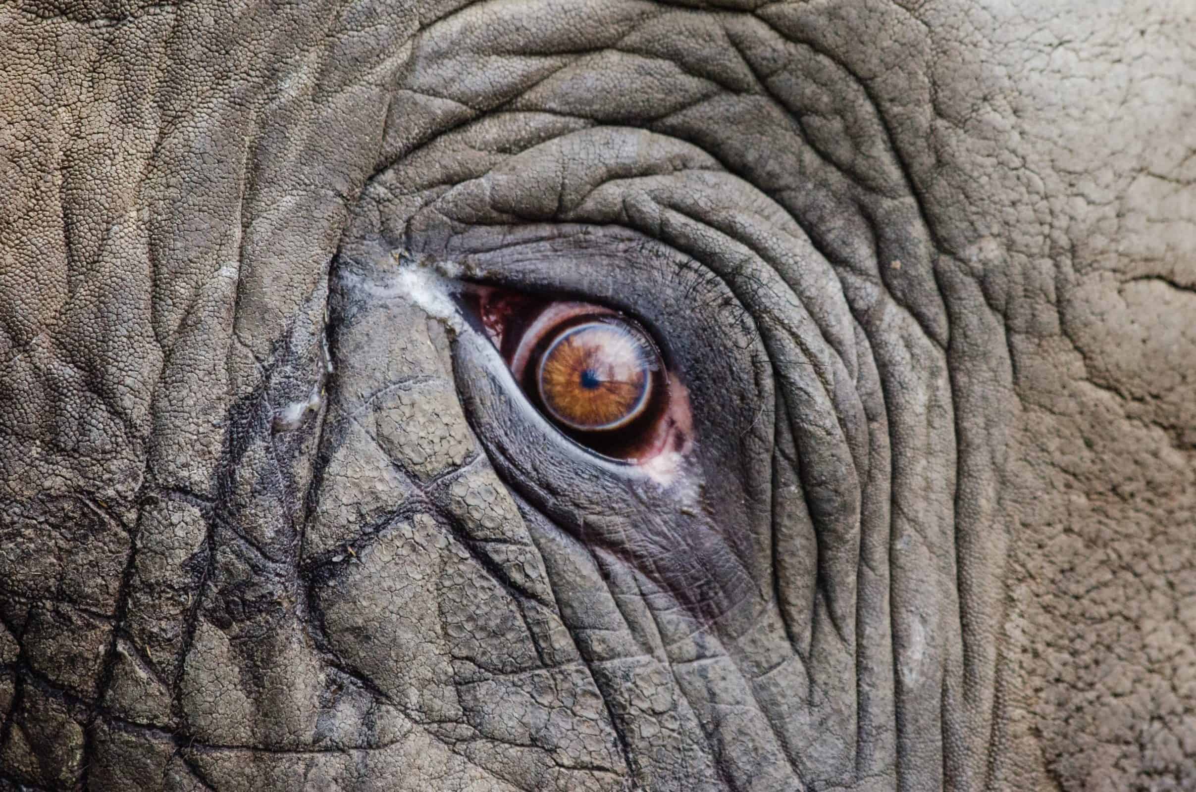 słoń, prawa zwierząt