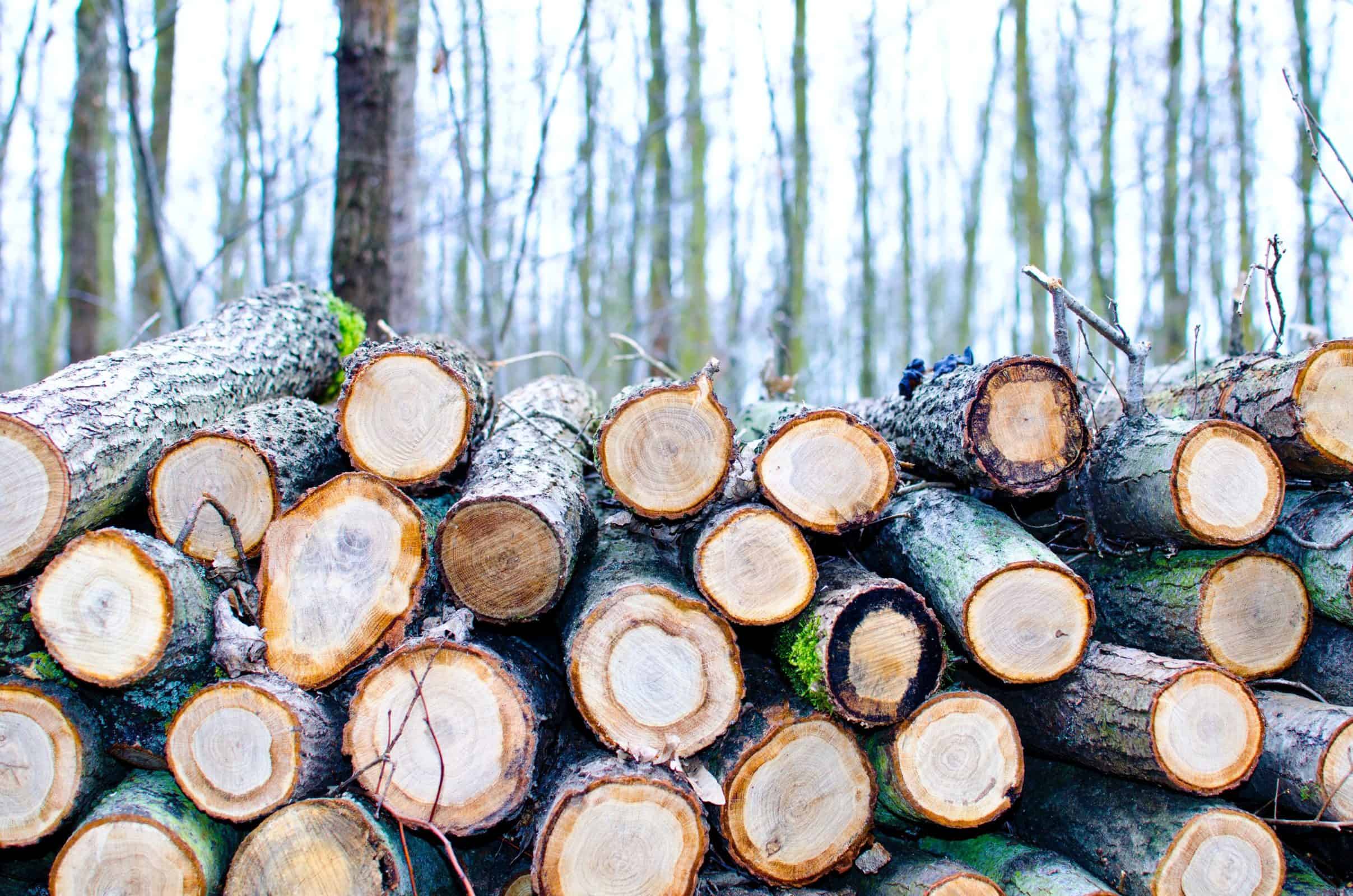 drewno, drzewo, ochrona środowiska
