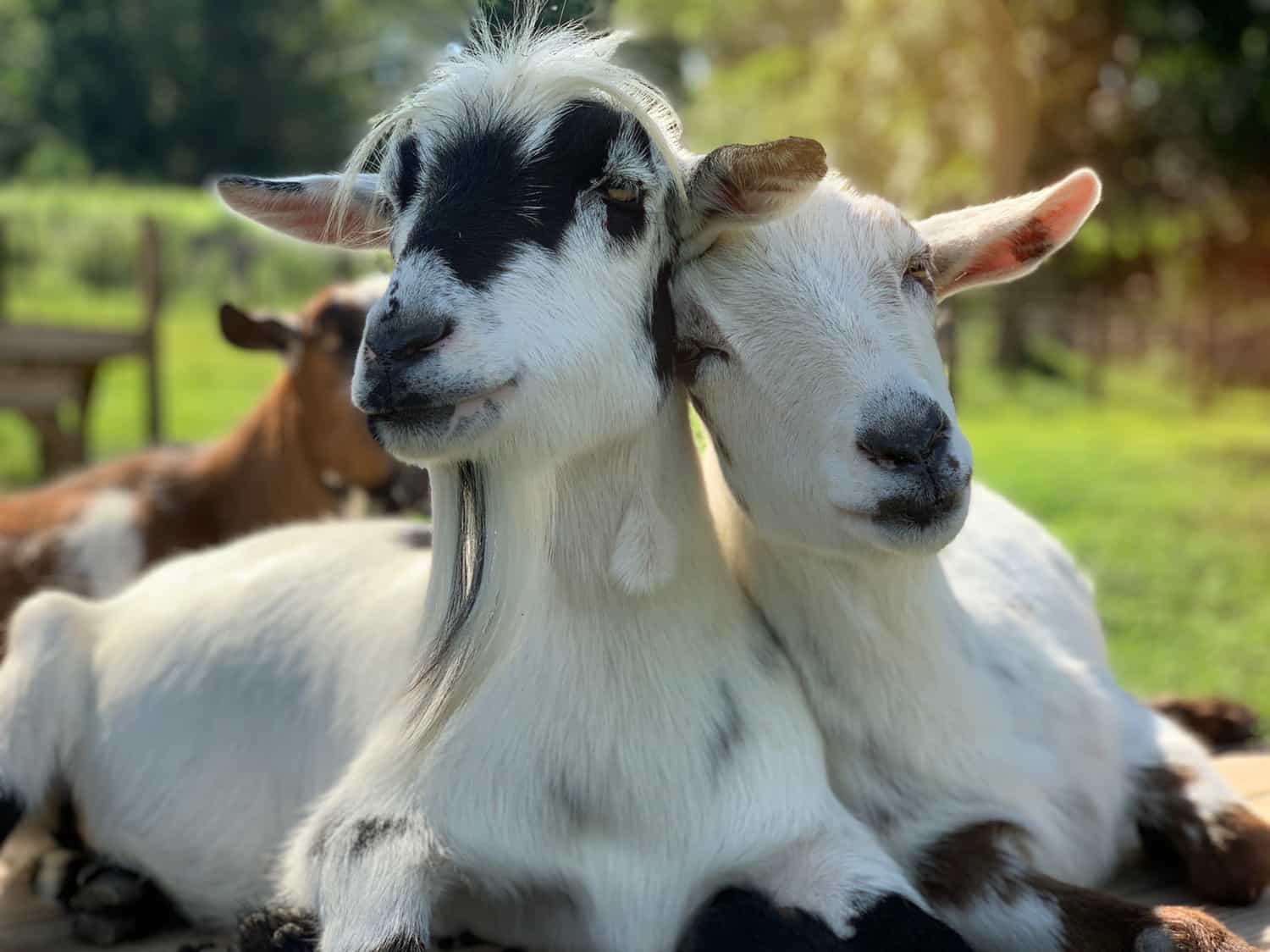 Goats of Anarchy