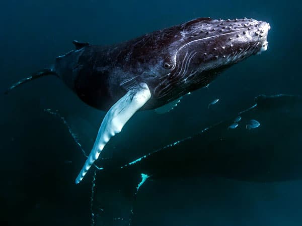 Humpback Whales South Bank 1