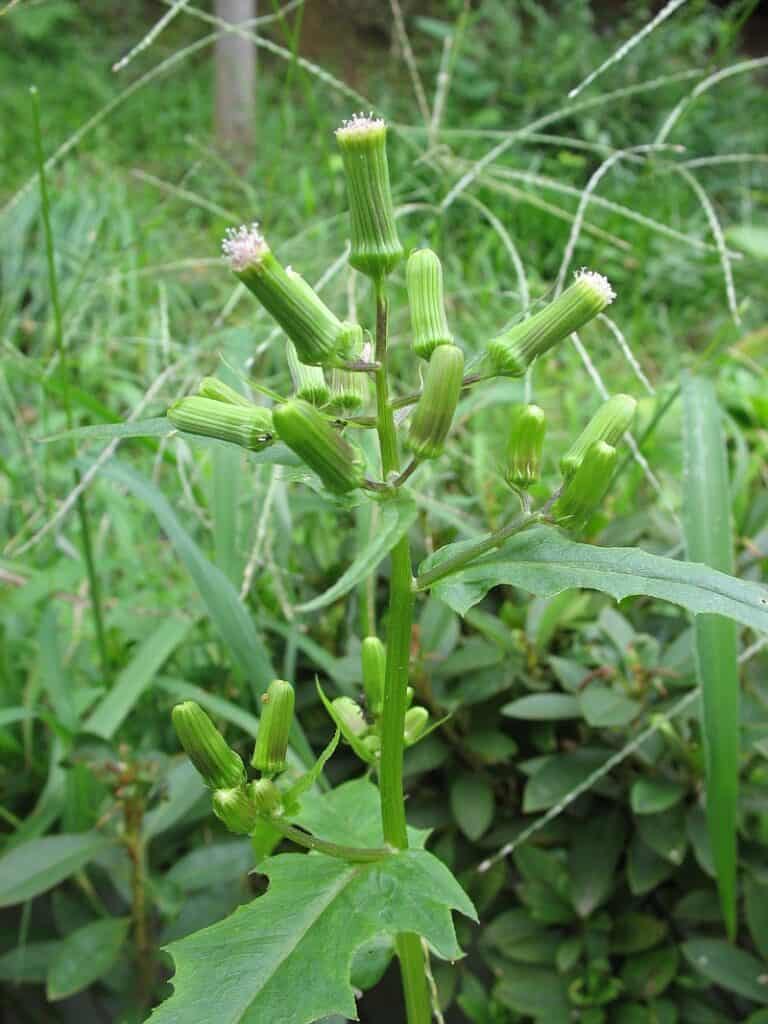 Erechtites hieracifolia2