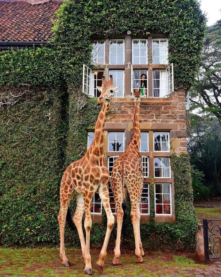 GiraffeMansion2