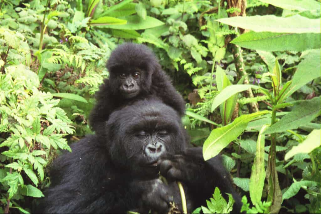 Gorilla mother and baby at Volcans National Park
