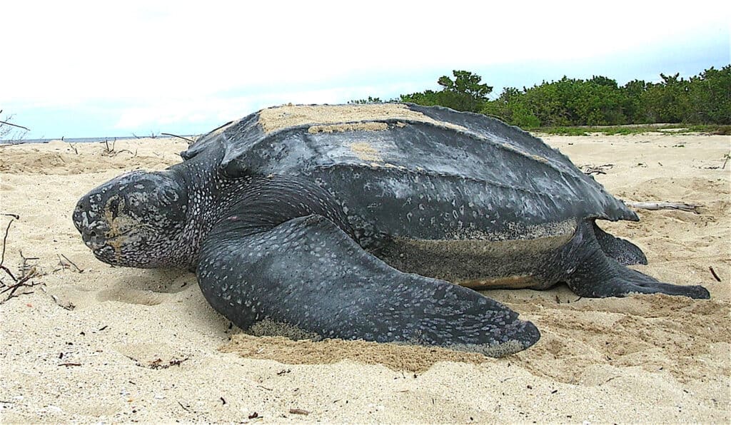 Leatherback sea turtle Tinglar USVI 5839996547