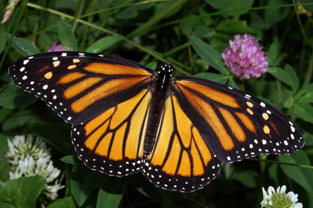 Monarch In May