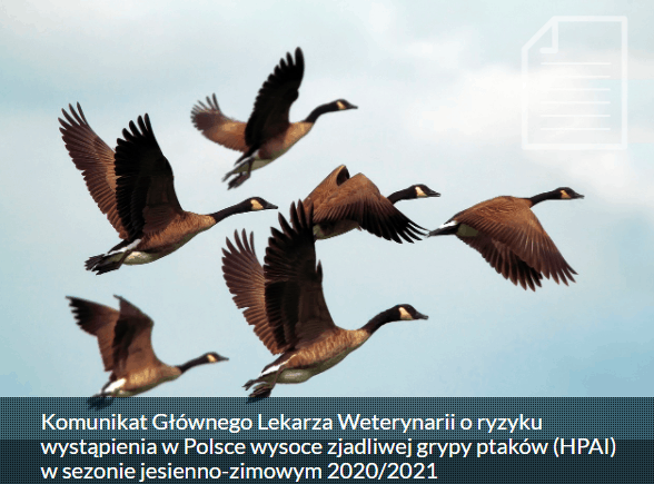 Stada zakażonych ptaków zbliżają się do Polski! Czy grozi nam epidemia ptasiej grypy? 6 Przechwytywanie 1