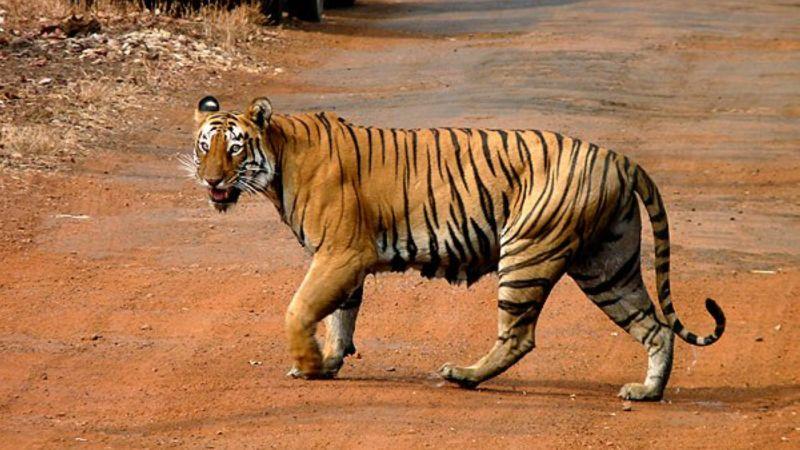 panthera tigris tigris tadoba india wild tiger 0 1