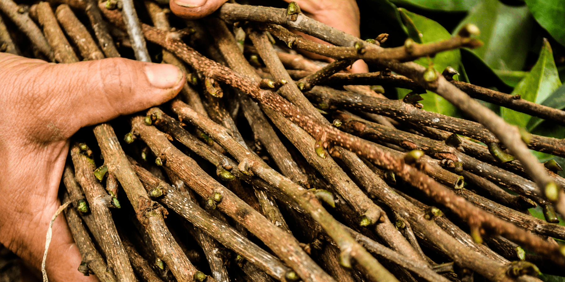 Zbieranie chrustu z lasu