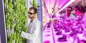 Pierwsza taka firma w Polsce. Wertykalna i hydroponiczna uprawa żywności zasilana fotowoltaiką i pompami ciepła