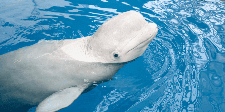 Biały wieloryb zauważony w szkockich wodach. Czy ten ssak morski to rosyjski szpieg?