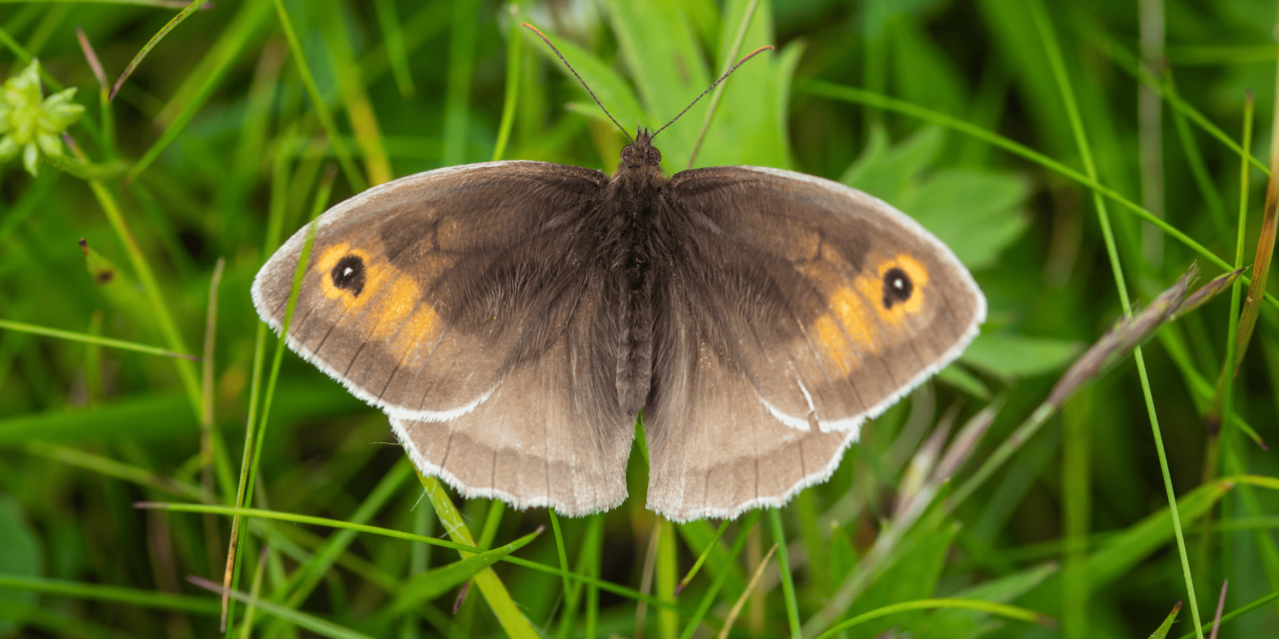 Ten motyl traci swoje kropki przez… zmiany klimatu. Dzięki temu lepiej się kamufluje