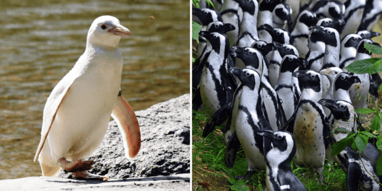 Czy Kokosanka zostanie najlepszym pingwinem świata? Mieszkanka gdańskiego zoo deklasuje przeciwników