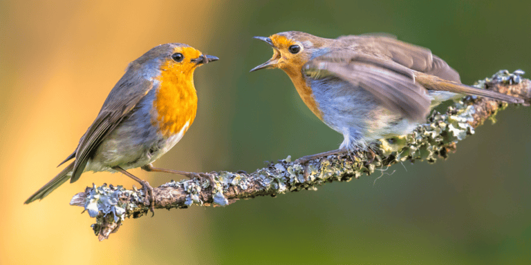 Które ptaki śpiewają najwcześniej? Poznaj ptasi zegar