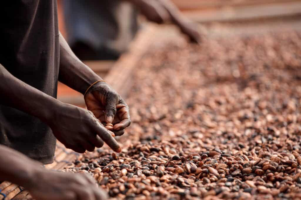 Rolnicy sortujacy ziarna kakao Ghana