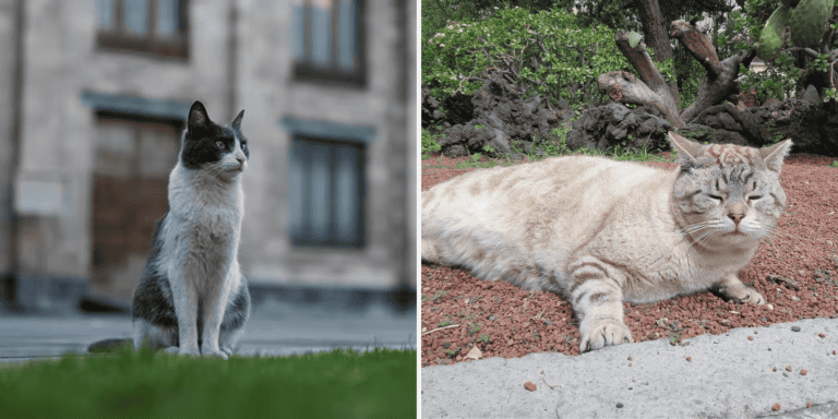 Władze meksyku adoptowały... koty. Zwierzęta mieszkają wokół Pałacu Narodowego