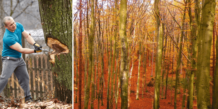 Czy polskie lasy to “fabryka trocin”? Mimo zmiany rządu wycinka trwa nadal