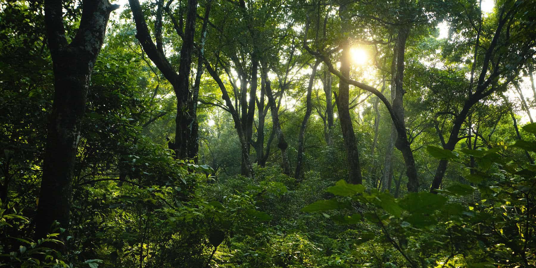 Lasy pochłaniają mniej dwutlenku węgla niż dekadę temu. Co zrobić, by znów nas chroniły?
