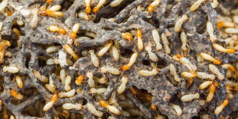Nowe gatunki termitów odkryte w Belgii. Naturalnie żyją w cieplejszym klimacie