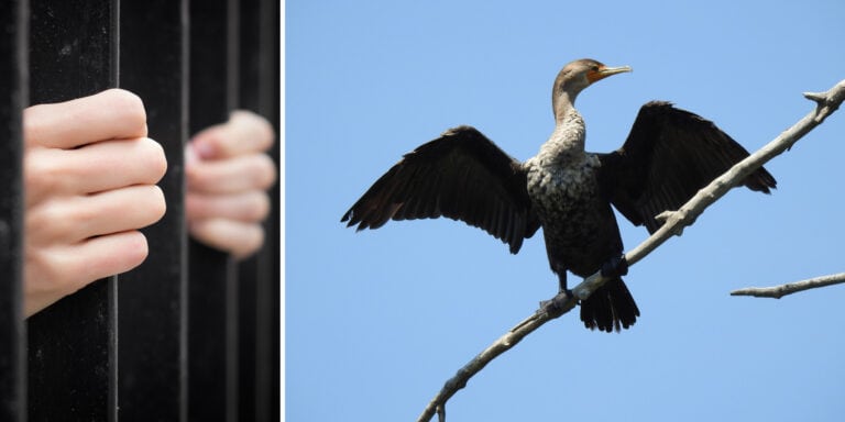 Zabili setki piskląt kormoranów. W sprawie zapadł wyrok