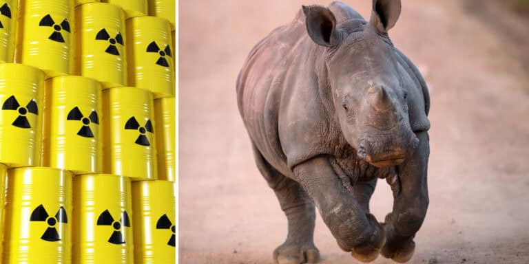 Zemsta radioaktywnych nosorożców, czyli nowy sposób na walkę z kłusownikami