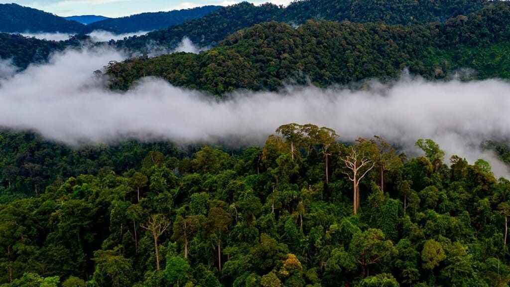 Fot. flying rivers amazon