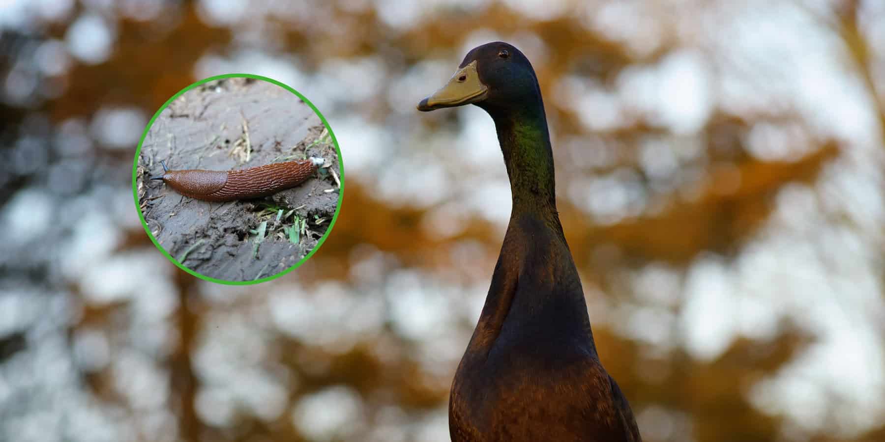 Jak pozbyć się ślimaków w ogrodzie? Po prostu kup... kaczkę