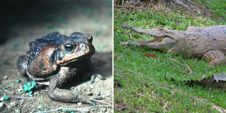 W Australii nauczyli krokodyle, jak nie jeść trujących żab