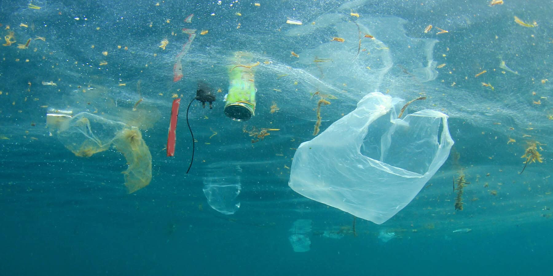 Nowo odkryty grzyb zdolny do degradacji plastiku