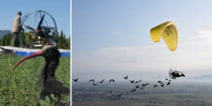 Naukowcy uczą ptaki… latać! Wszystko po to, by ocalić zagrożony gatunek