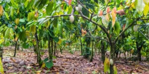 kakowiec, zmiany klimatu, wzrost cen