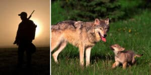 Wilki w Polsce: Kto i dlaczego chce zniszczyć ich wizerunek? Sprawdzamy fałszywe doniesienia i interesy