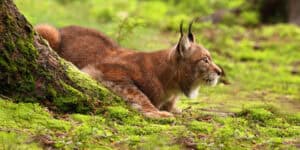 Mur na granicy polsko-białoruskiej blokuje migrację rysi. Czy grozi im wymarcie? zostało 15 rysi w Podlaskim