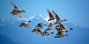 Dzień ptaków wędrownych - święto wytrwałych migrantów