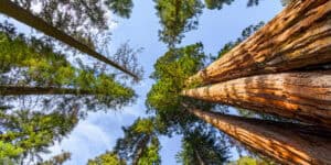 Polskie lasy mają inne interesy niż europejskie? Różne wizje rozwoju leśnictwa, a w tle ekosystemy