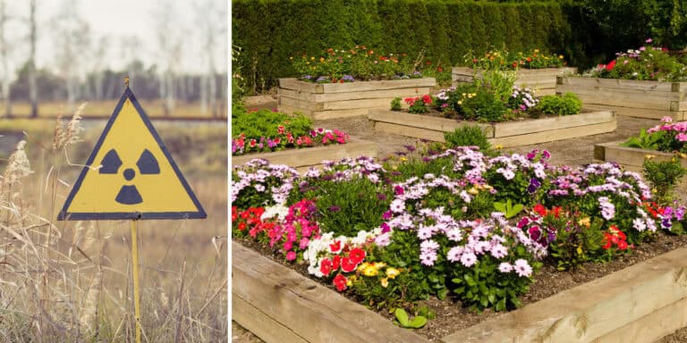 Radioaktywna rabata kwiatowa premiera Japonii. Symboliczny gest na rzecz atomu?